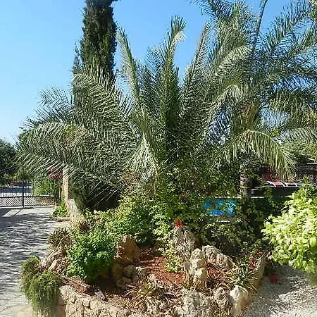 Amarilla * Karpasa